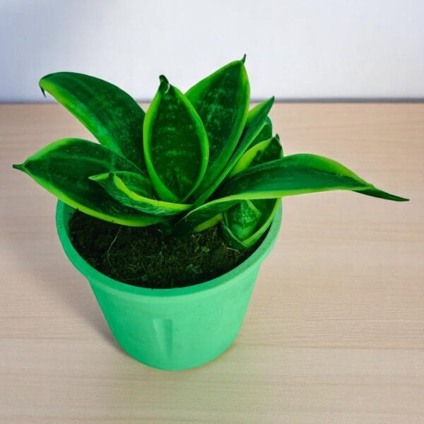 POPZOY Sansevieria Golden – Best Indoor Air Purifier Plant (Snake Plant)