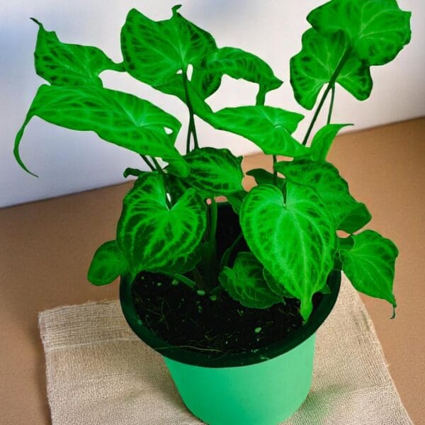 POPZOY Syngonium Light Green – Refreshing Indoor Plant for Home Decor