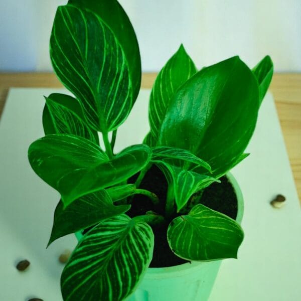 POPZOY Philodendron Birkin – Premium Pinstripe Indoor Houseplant