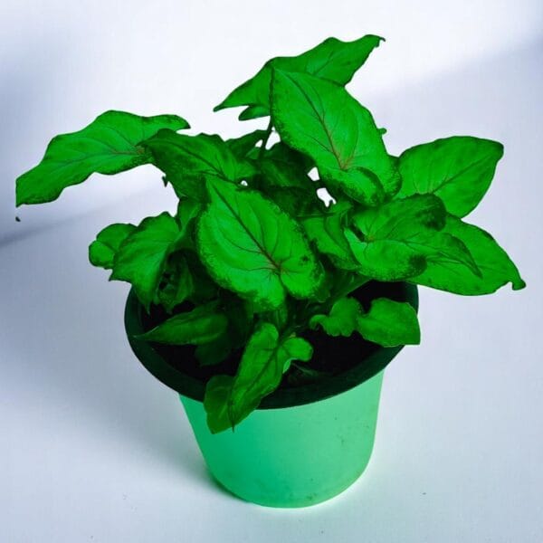 POPZOY Yami – Pink Vein Houseplant in Decorative Indoor Plant Pot