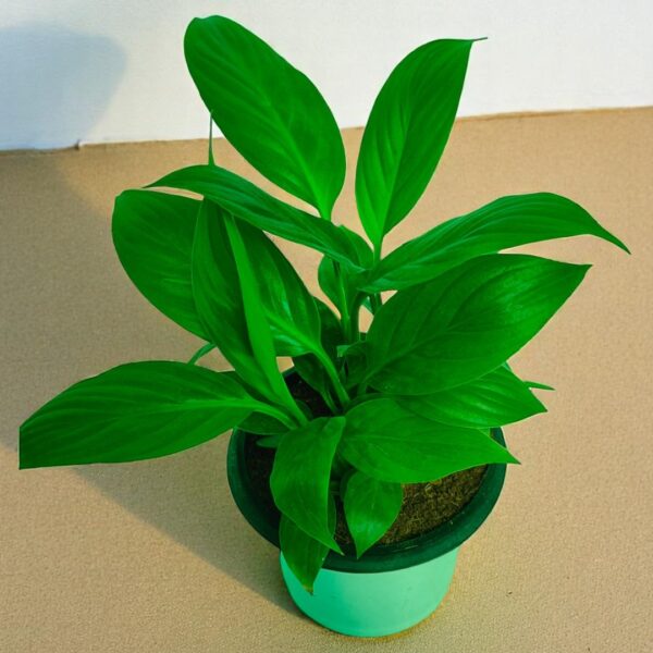 Spathiphyllum Lush Green Plant (Peace Lily)