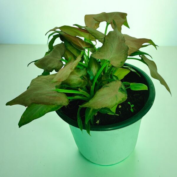 Syngonium Red Allusion Houseplant