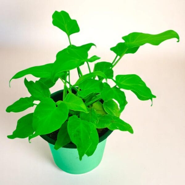 POPZOY Xanadu Golden – Stylish Split-Leaf Indoor Plant for Home Decor