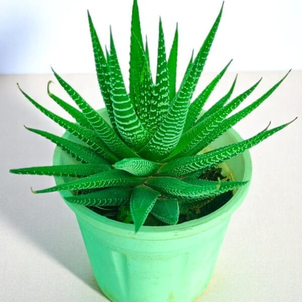 POPZOY Zebra Haworthia – Striking Succulent Indoor Plant for Small Spaces
