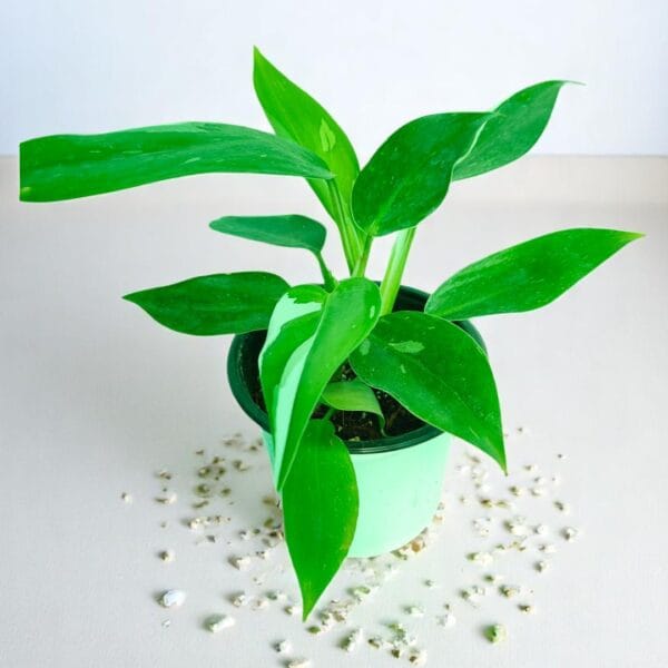 POPZOY Philodendron White Princess – Elegant Indoor Houseplant for Modern Homes