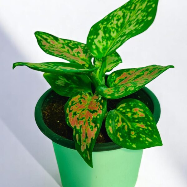 Aglaonema Anjamani Lively Home Decor Plant