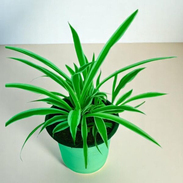 POPZOY Spider Plant – Air Purifying Indoor Houseplant for Fresh Living