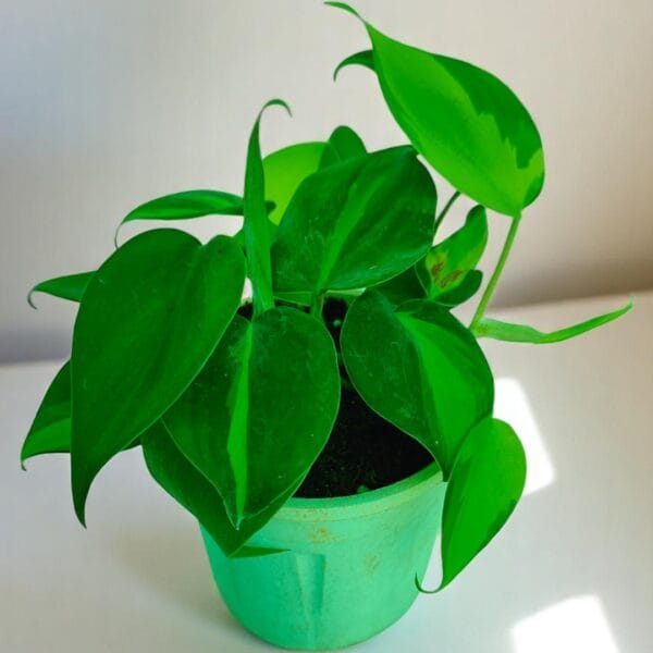 POPZOY Oxycardium Brazil – Lush Indoor Plant for Home and Office Interiors