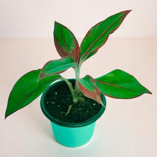 POPZOY Aglaonema Lipstick – Red Edge Indoor Plant for Vibrant Home Decor