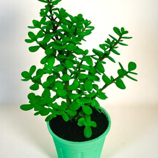 POPZOY Jade Plant – Lucky Indoor Plant for Positive Vibes at Home