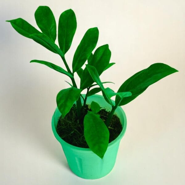 POPZOY Zamioculcas – Drought-Tolerant Indoor Plant for Low Maintenance Decor