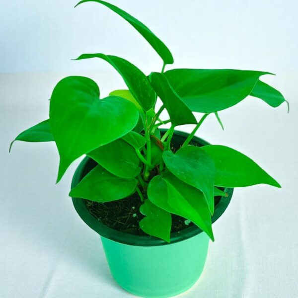 Golden Neon Oxycardium Vine Plant