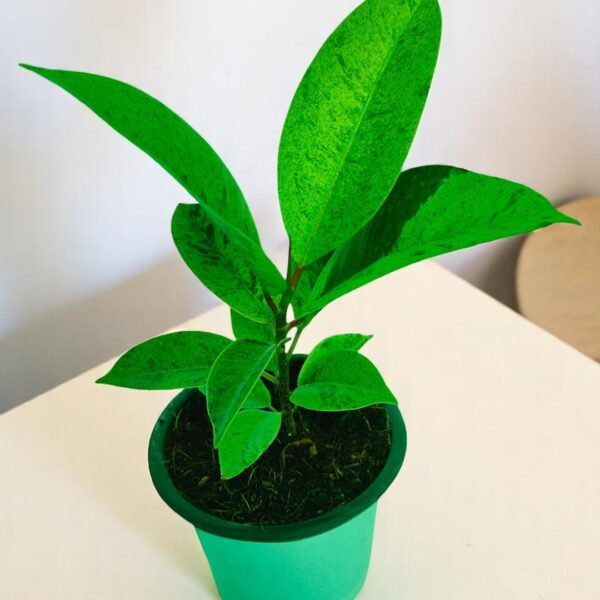 Rubber Variegated Elegant Houseplant
