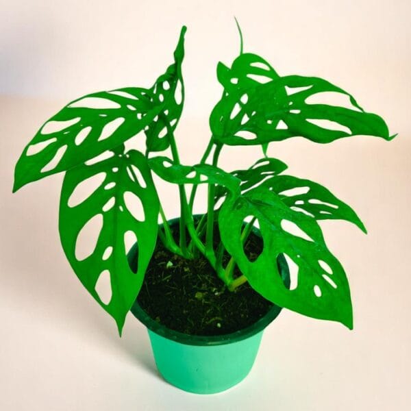 POPZOY Monstera Broken Heart – Decorative Indoor Plant for Home Spaces