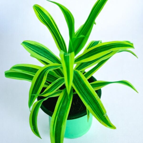 POPZOY Dracaena Sun of India – Colorful Indoor Plant for Bright Interiors