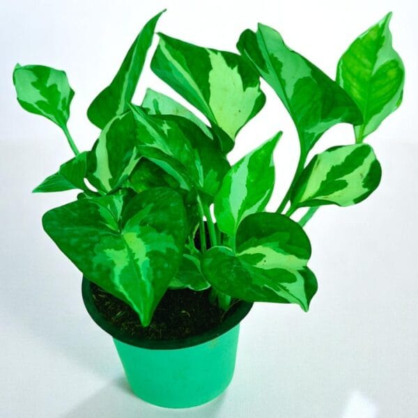 POPZOY Enjoy – Decorative Variegated Indoor Vine Plant