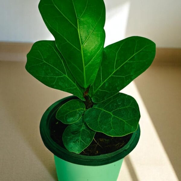 POPZOY Ficus Lyrata Compact – Decorative Indoor Planter with Lush Fiddle Leaf Plant