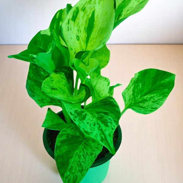 Marble Queen Indoor Money Plant