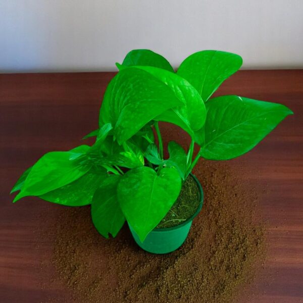 Indoor Jade Money Plant Vine