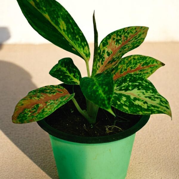 POPZOY Aglaonema Pink Splash – Beautiful Indoor Plant Pot for Modern Homes