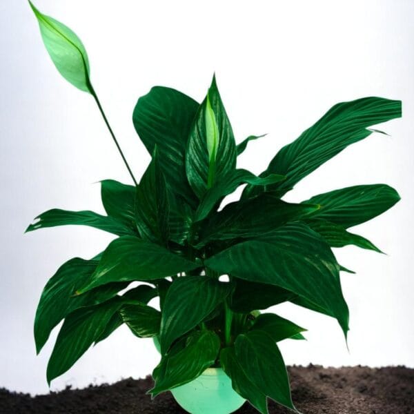 POPZOY Peace Lily – Air Purifying Indoor Houseplant in Elegant Planter