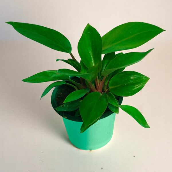 Philodendron Red Leaf Home Plant