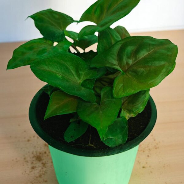 Syngonium Bronze Arrowhead Plant