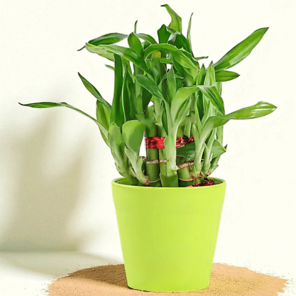 POPZOY Three Layer Lucky Bamboo – Eye-Catching Indoor Plant in Green Pot