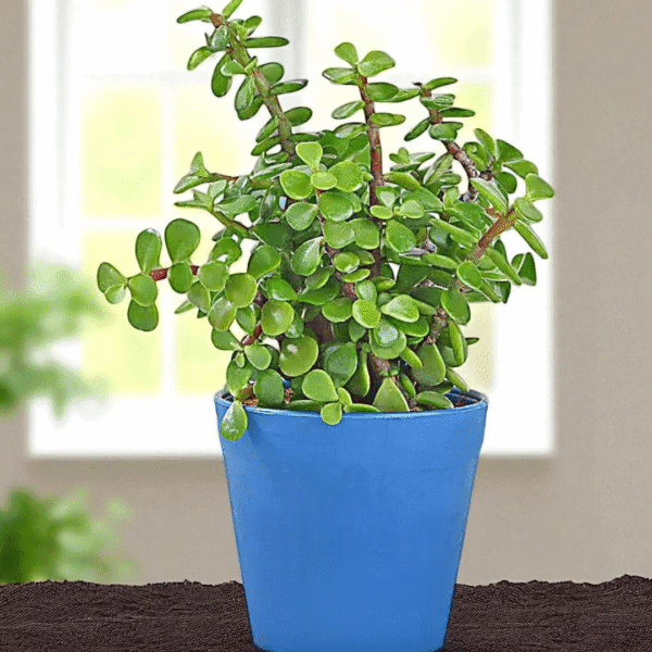 POPZOY Jade Plant – Lively Indoor Plant with Durable Plastic Pot