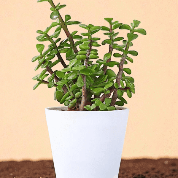 POPZOY Jade Plant in White Pot – Beautiful Indoor Houseplant for Modern Spaces