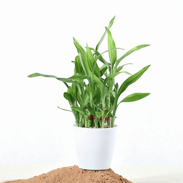 POPZOY Bamboo & Chocolate Combo – 2 Layer Plant with Cadbury 5 Star Treat