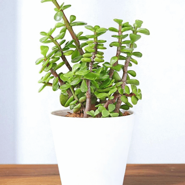 POPZOY Jade Plant – Resilient Succulent in Elegant White Indoor Planter