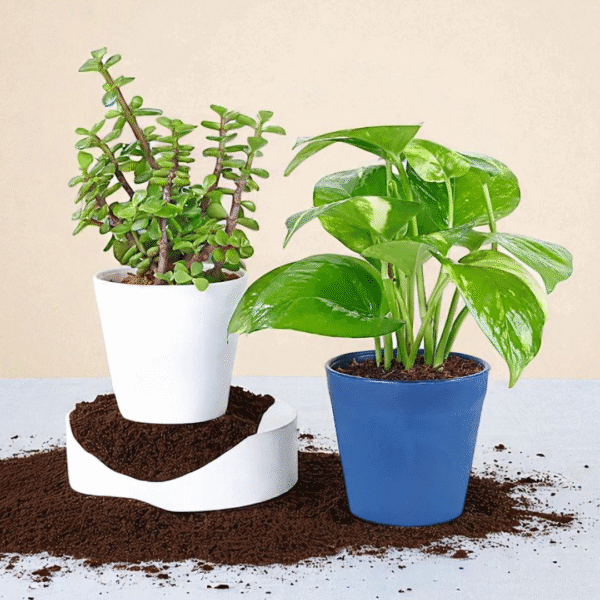 POPZOY Jade Money Plant Combo – Set of 2 Indoor Plants for Home Decor