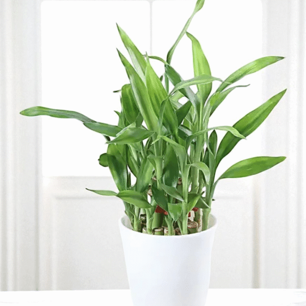 POPZOY Lucky Bamboo – Two Layer Indoor Plant in White Pot for Home Freshness