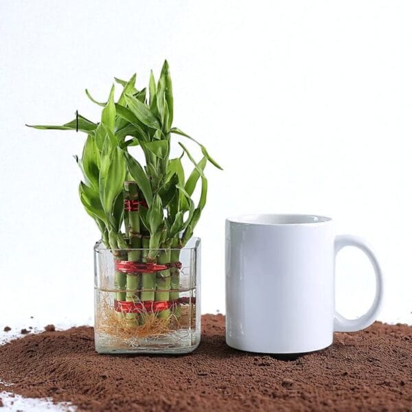 POPZOY Two Layer Lucky Bamboo – Indoor Plant Gift for Birthday Wishes
