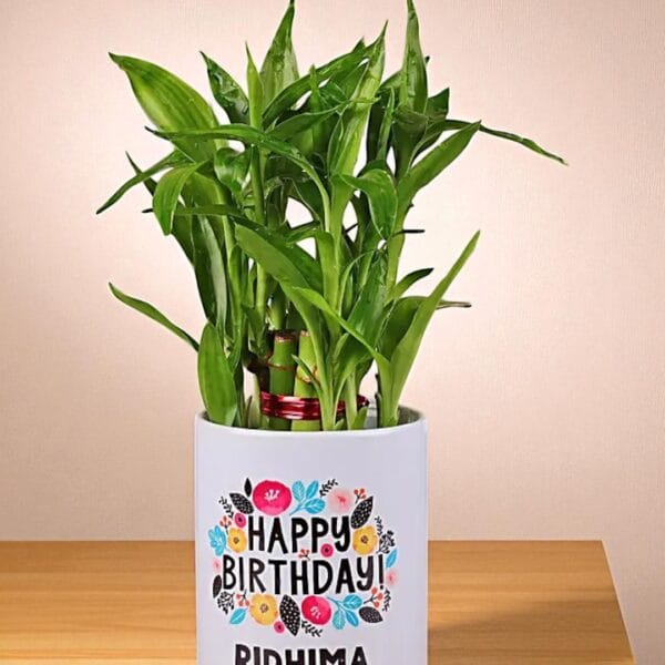 POPZOY Two Layer Lucky Bamboo – Indoor Plant in Elegant White Ceramic Pot