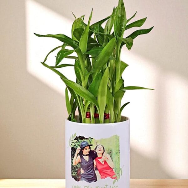 POPZOY Bamboo Plant – Indoor Plant in White Ceramic Pot with Sweet Message