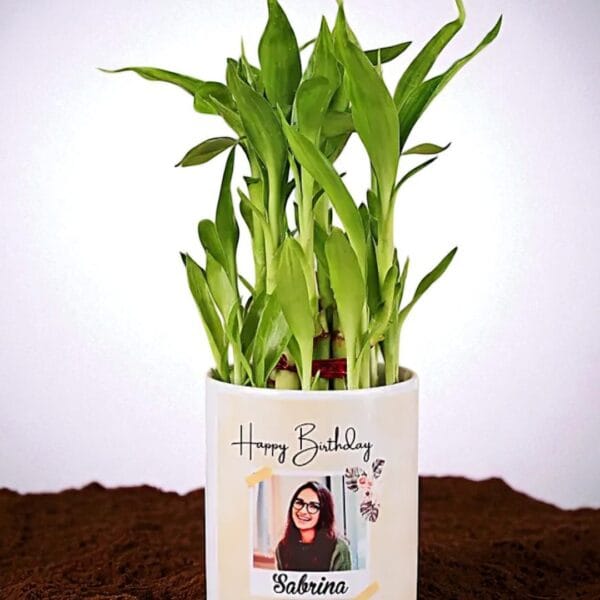 POPZOY Two Layer Bamboo – Indoor Plant in Elegant White Ceramic Planter