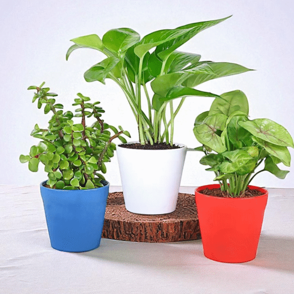 POPZOY Jade & Syngonium Combo – Set of 3 Indoor Plants for Home Decor
