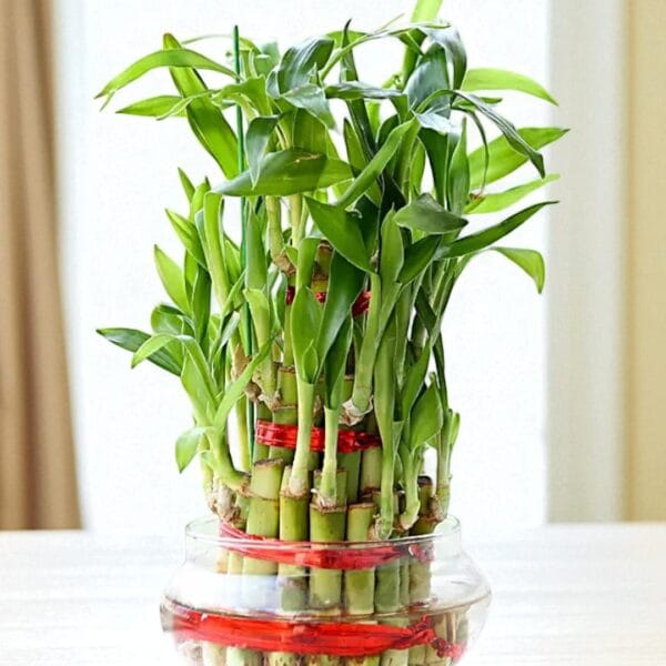 POPZOY Three Layer Lucky Bamboo – Indoor Plant Gift for Happy Birthday Celebration