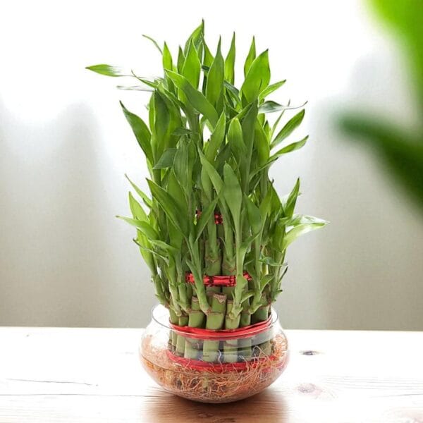 POPZOY Three Layer Lucky Bamboo – Indoor Plant in Decorative Pot for Home & Office