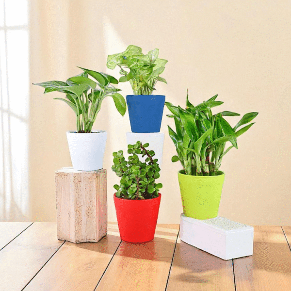 POPZOY Bamboo, Jade & Syngonium Set – Indoor Money Plant Combo (Pack of 4)