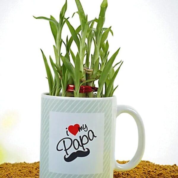 POPZOY Bamboo in a Mug – Indoor Plant Gift for Papa