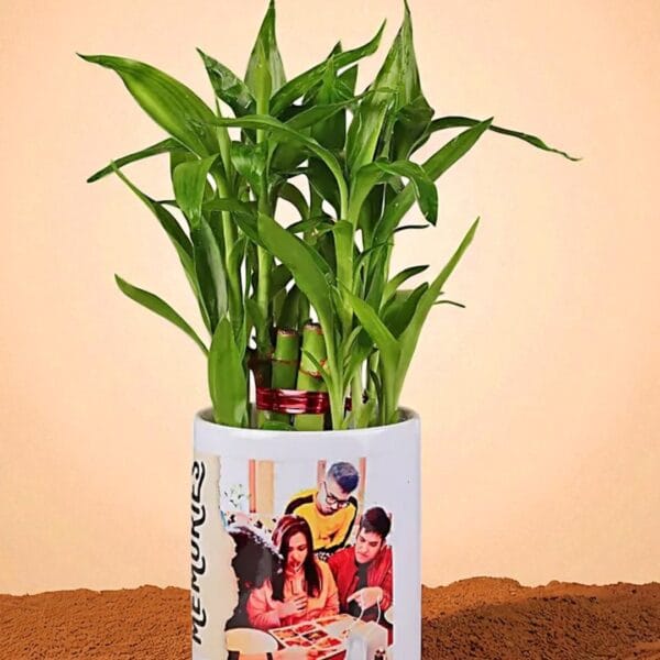 POPZOY Bamboo Plant – Indoor Houseplant in White Ceramic Pot for Peaceful Vibes