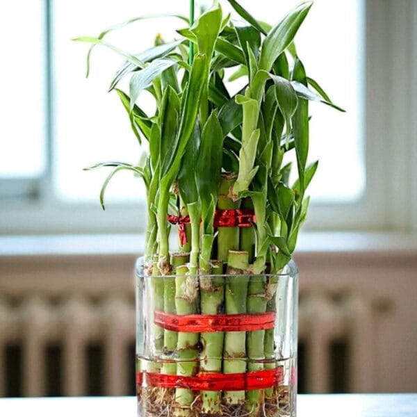 POPZOY Two Layer Lucky Bamboo – Indoor Plant Gift for Birthday Wishes