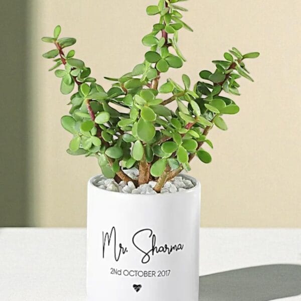 POPZOY Jade Plant in Personalized Gift Mug – Unique Indoor Plant for Husband