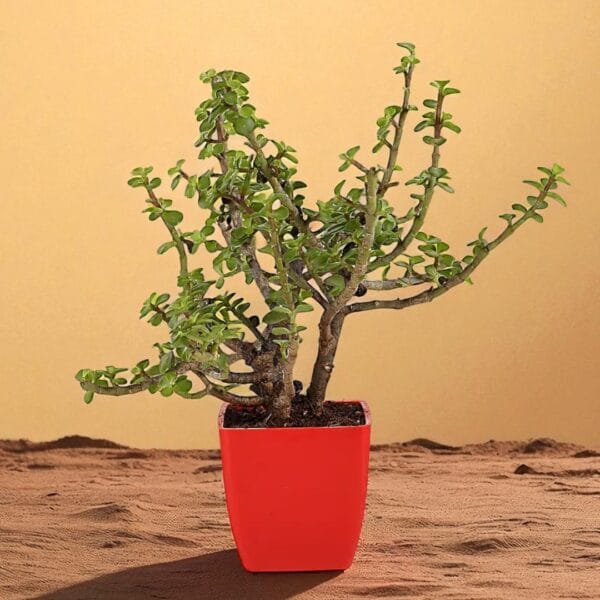 POPZOY Jade Plant – Indoor Houseplant in Red Imported Plastic Pot