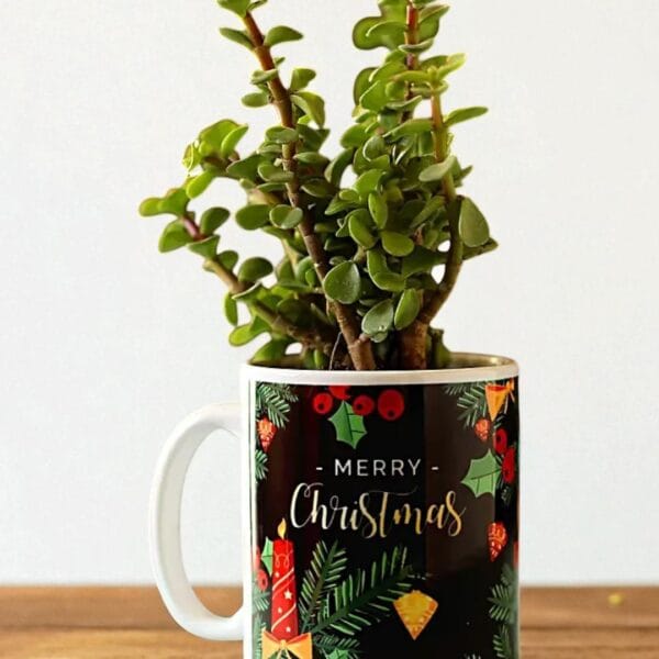 POPZOY Jade Plant in Xmas Greetings Mug – Festive Indoor Plant Decor