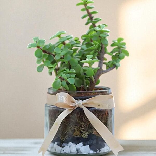POPZOY Jade Terrarium – Indoor Mason Jar Plant for Home & Office