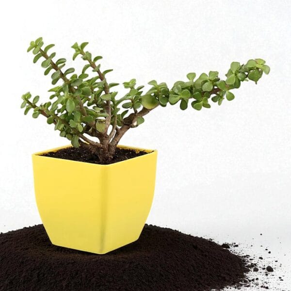 POPZOY Jade Plant – Vibrant Indoor Plant in Yellow Decorative Pot